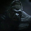 Gorila Grodd se ve třetí řadě určitě objeví