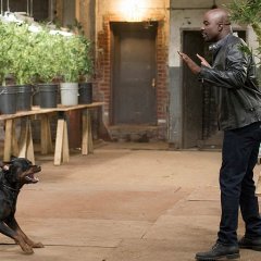 Mike-Colter-and-dog-in-Jessica-Jones-9449040594b635c37425db9b70c95583.jpg
