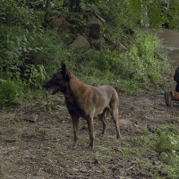 Daryl se setkává s Carol a představuje svého psa