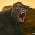 Magazín - Adam Wingard dokončil práci na filmu Godzilla vs. Kong