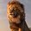 Disney Movies - První ohlasy na Lvího krále vyzdvihují jeho vizuální stránku
