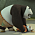 Kung Fu Panda: Legends of Awesomeness - S02E11: Shifu's Back