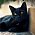 Peaky Blinders - Fanoušci jsou přesvědčení o identitě černé kočky