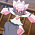 Pokémon - S17E50: Diancie: Princess of the Diamond Domain