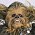 Star Wars - Ve filmu o Hanu Solovi vystoupí i Chewbacca